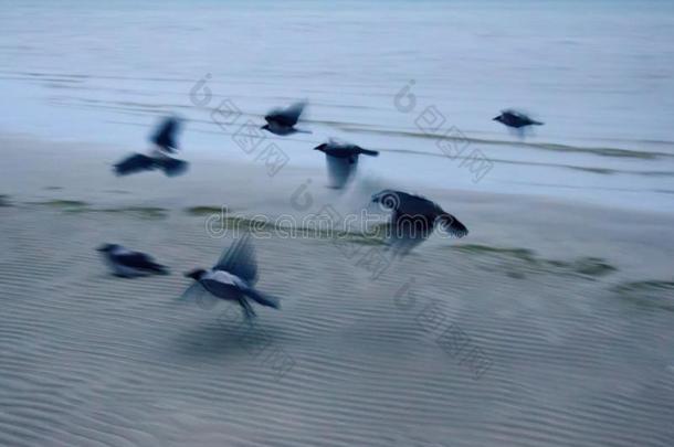 迁移的戴头巾的乌鸦聚集向海岸
