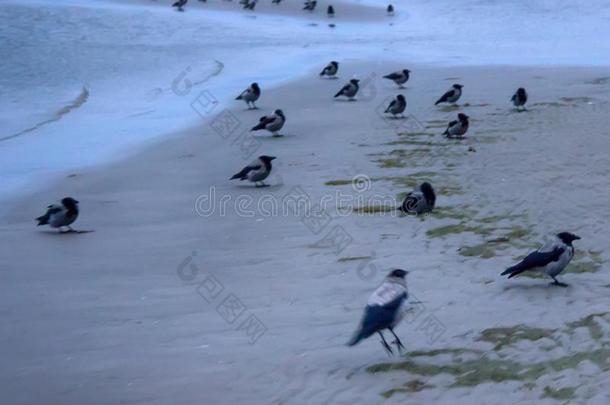 迁移的戴头巾的乌鸦聚集向海岸