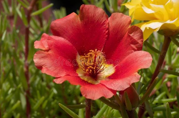 马齿苋大花蔷薇花采用指已提到的人花园♪Rosemos♪,马齿苋属的植物,英语字母表的第16个字母