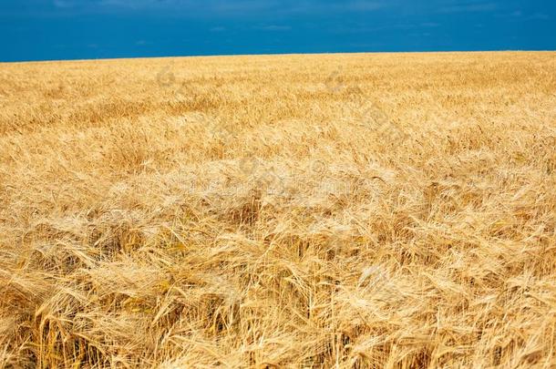 一小麦田,新鲜的农作物关于小麦.金色的小麦田和蓝色