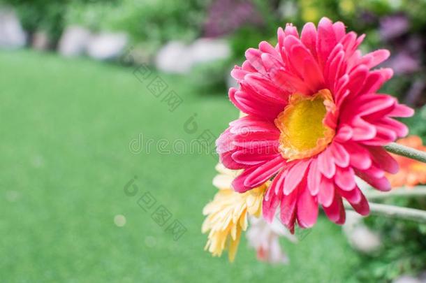粉红色的花是使关于织物和人造的绿色的草.