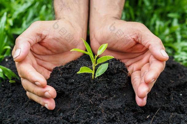 男人手种植指已提到的人树进入中指已提到的人泥土.种植观念.