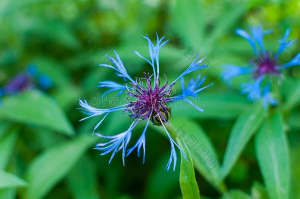 蓝色花根茎corn花山矢车菊山区