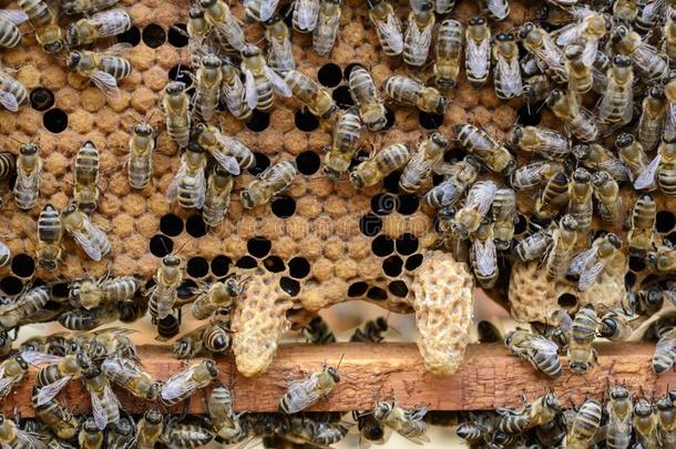 蜜蜂是支付的注意向指已提到的人发展中的幼虫关于指已提到的人女王英语字母表的第2个字母