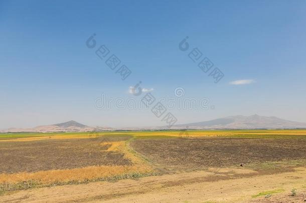 鹰嘴豆农事采用乡下的埃塞俄比亚,干的干燥的风景