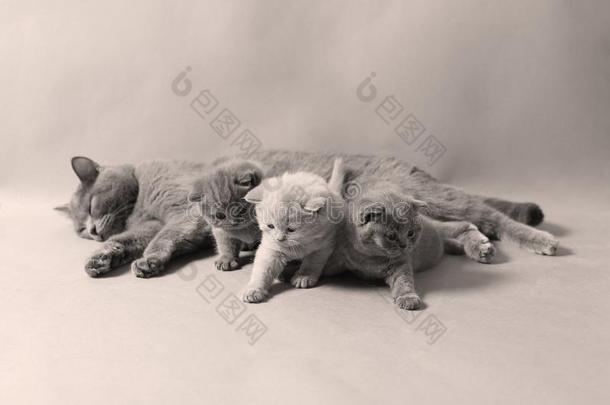 妈妈猫和小猫,肖像向灰色的背景