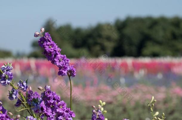 特写镜头关于紫色的飞燕草花采用田在蜡烛芯,近岸,