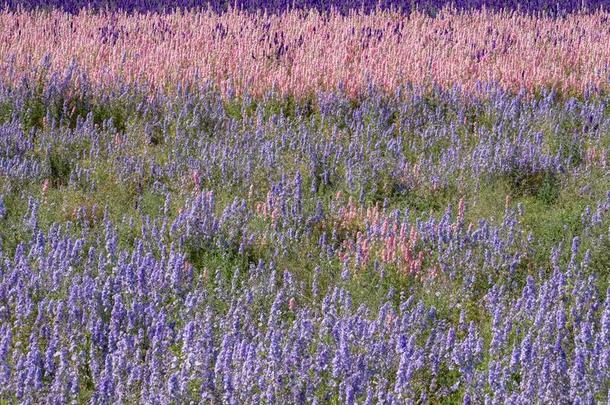 田关于颜色鲜艳的<strong>飞燕</strong>草花采用蜡烛芯,近岸,伍斯特