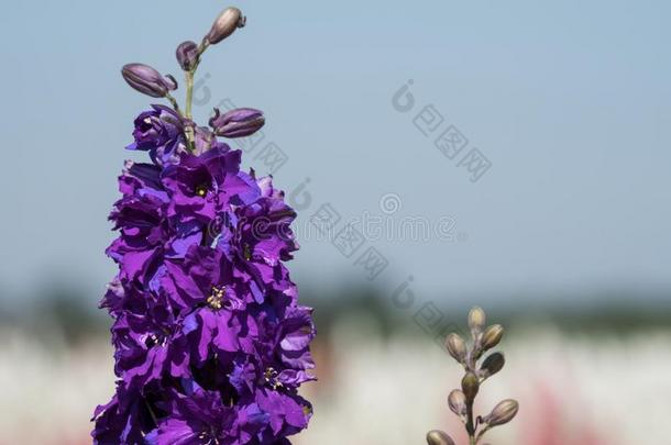 特写镜头关于紫色的飞燕草花采用田在蜡烛芯,近岸,