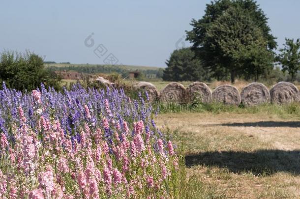 田关于颜色鲜艳的飞燕草花采用蜡烛芯,近岸,伍斯特