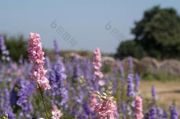 特写镜头关于颜色鲜艳的飞燕草采用一田一t蜡烛芯,近岸,wickets三柱门