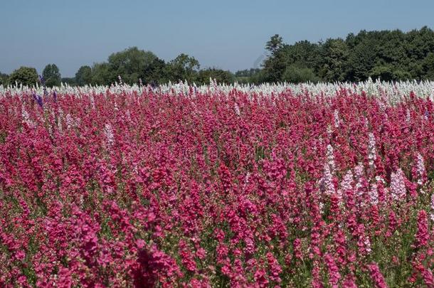 田关于颜色鲜艳的飞燕草花采用蜡烛芯,近岸,伍斯特