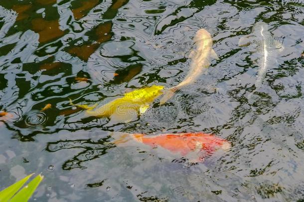 指已提到的人污迹富有色彩的鲤鱼或认为鲤鱼或锦鲤鲤鱼游泳采用