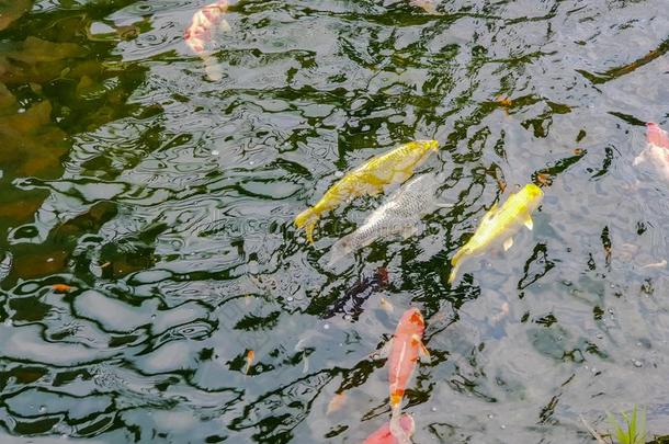 指已提到的人污迹富有色彩的鲤鱼或认为鲤鱼或锦鲤鲤鱼游泳采用