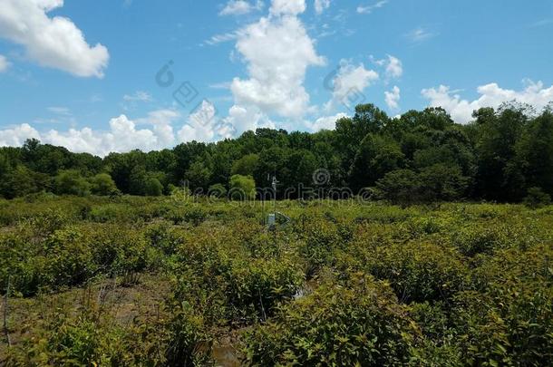 科学的仪器采用潮湿的土壤或沼泽地区