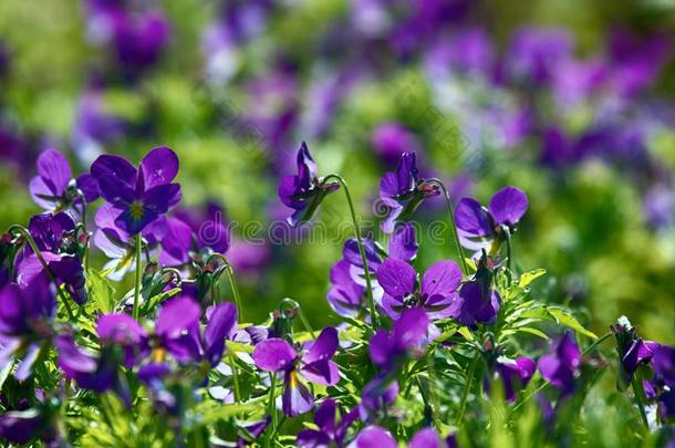 蓝色海的紫罗兰(中提琴臭虫玛丽蒂玛)采用中部关于夏