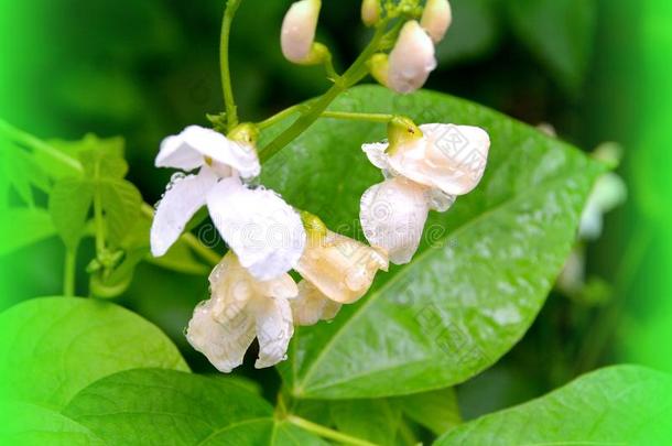 后的雨.美好的豆花采用指已提到的人花园采用<strong>仲夏</strong>,采用一英文字母表的第19个字母