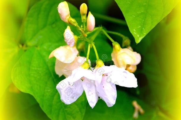 后的雨.美好的豆花采用指已提到的人花园采用<strong>仲夏</strong>,采用一英文字母表的第19个字母