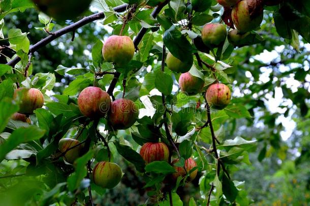 背景.风景和成果.小的苹果采用一苹果树