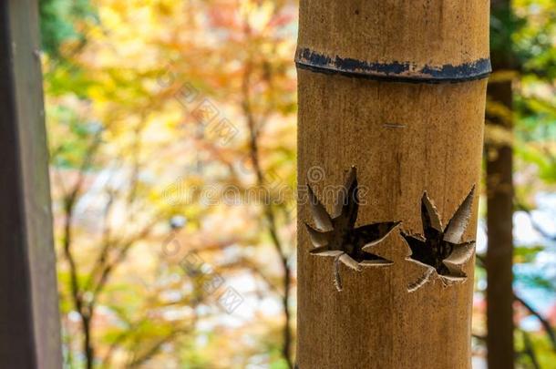 枫树符号向竹子粘贴和秋树叶背景
