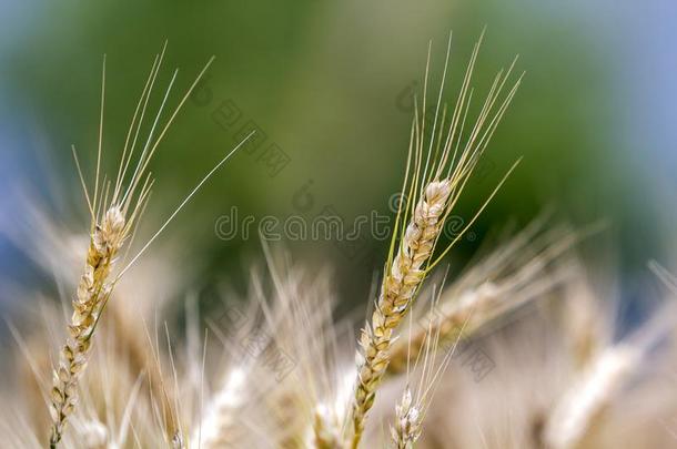 关-在上面关于暖和的有色的金色的黄色的成熟的小麦正面朝上的向和煦的：照到阳光的