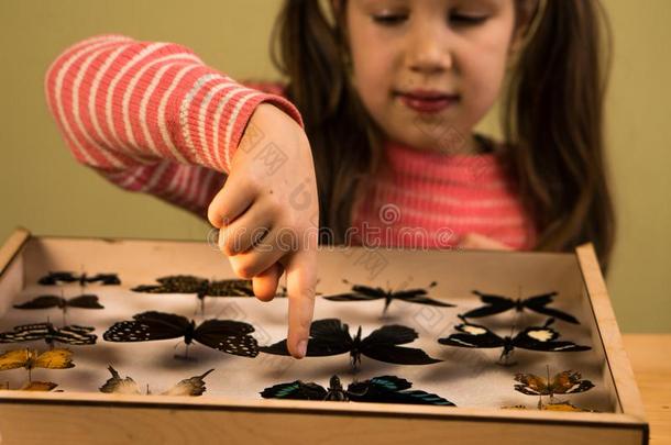 小的女孩仔细检查昆虫学收集关于热带的黄油