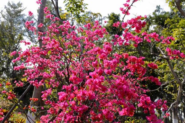 开花叶子花属,风干土坯<strong>三原色</strong>红绿兰彩色值