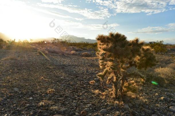 仙人掌植物莫哈韦沙漠沙漠日出风景帕伦普,内华达州,我们