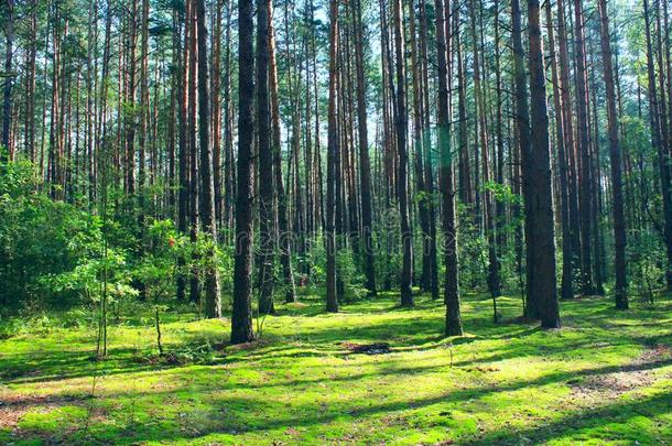 和煦的：照到阳光的微量力道路通过密集的树采用松类的森林