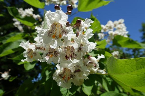 引人注目的白色的花关于梓采用六月