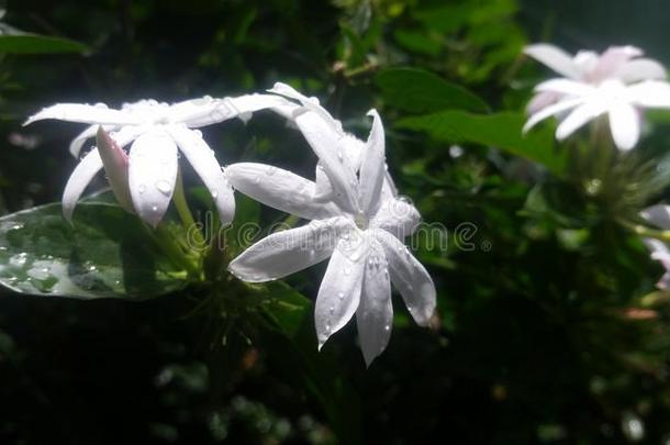 美丽的白色的花花在家花园采用斯里斯里兰卡