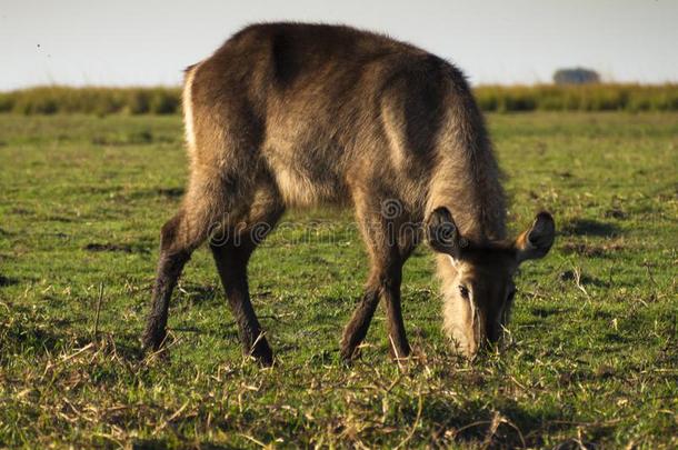 非洲大羚羊羚羊采用指已提到的人乔贝自然的公园采用博茨瓦纳,非洲