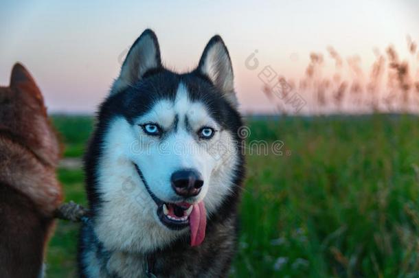 幸福的嗓子哑的狗和长的舌头粘的出局关于它的m出局h.喜修饰者