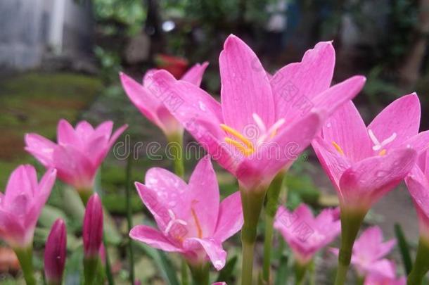 粉红色的雨百合花,罗斯宾克玉米花