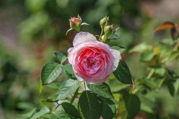 苍白的粉红色的玫瑰采用花和芽和焦外成像绿色的背景