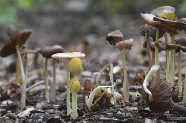 牛肝菌小牛和小牛蘑菇