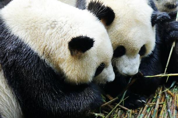 熊猫吃竹子