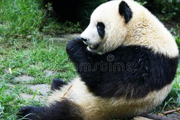 年幼的<strong>熊猫</strong>吃竹子