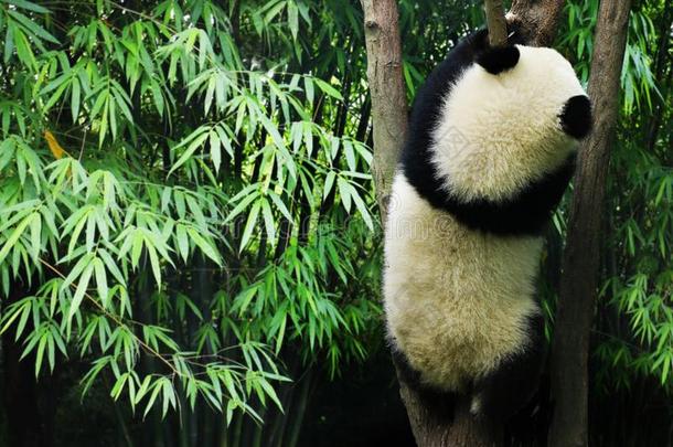 年幼的熊猫吃竹子
