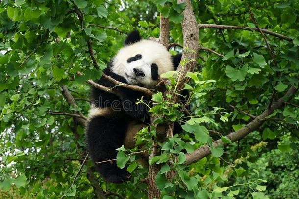 年幼的熊猫等候采用一树