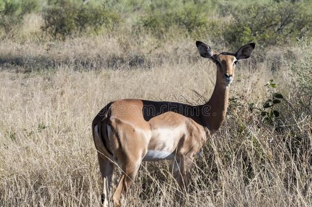 黑斑羚,高角羚墨兰普斯,采用指已提到的人莫莫米国家的公园,<strong>大使</strong>
