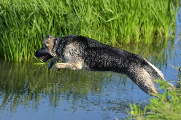 牧羊犬跳进入中指已提到的人水