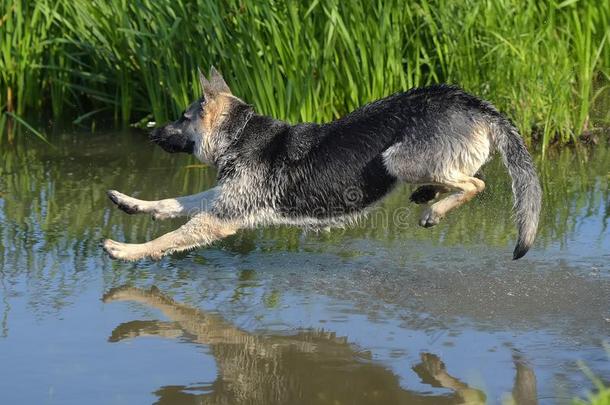 牧羊犬跳进入中指已提到的人水