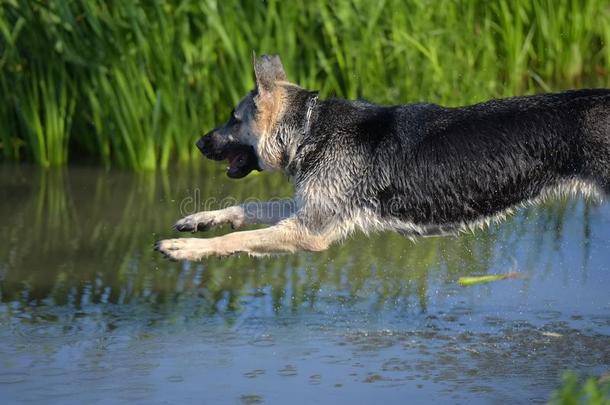 牧羊犬跳进入中指已提到的人水