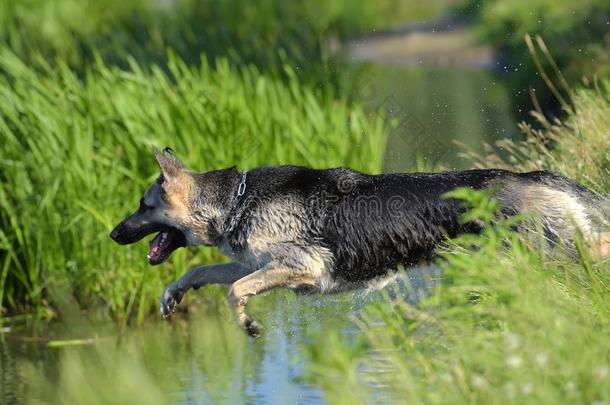 牧羊犬跳进入中指已提到的人水