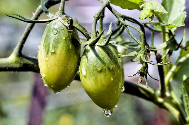 成熟绿色的成果关于番茄和雨落下