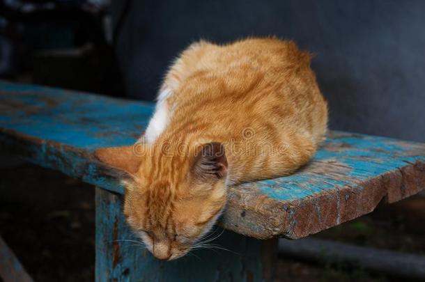 桔子猫静止的后的午餐