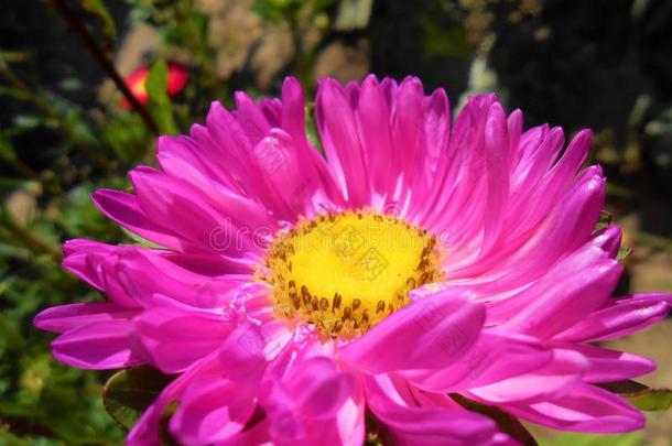 明亮的粉红色的-紫罗兰花关于紫菀属植物.