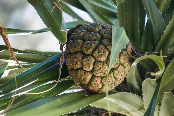 种子关于海露兜树,松树植物树