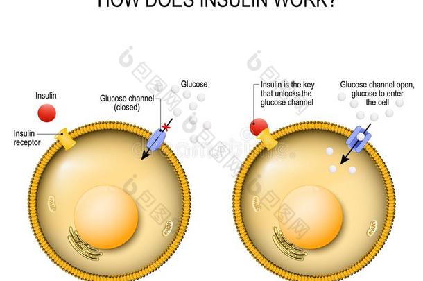 胰岛素是（be的三单形式指已提到的人钥匙det.那个开锁指已提到的人细胞葡萄糖频道